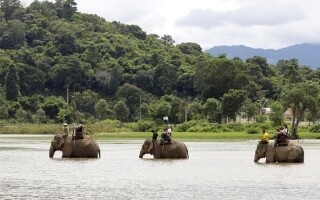 Усилия по освобождению слонов в Дак Лак