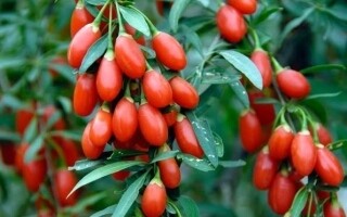 The Health Benefits of Goji Berries